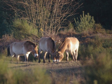 Przewalski